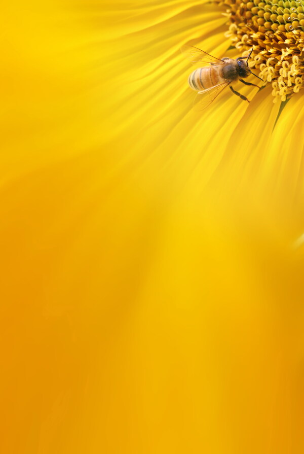 黄色蜜蜂采蜜图片