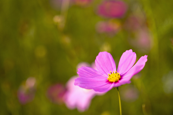 一朵粉色的小花图片图片