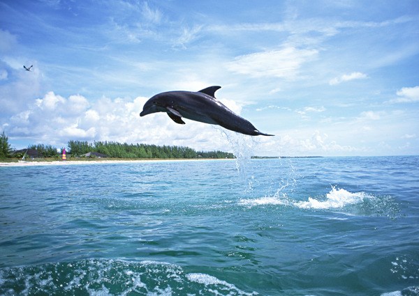 海面上跳跃的海豚图片
