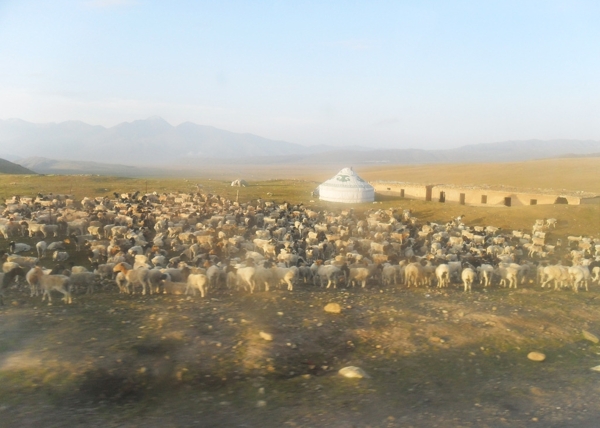 大草原戈壁滩羊群图片