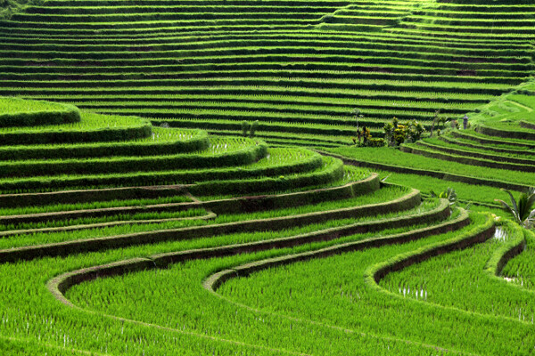 绿色的茶山