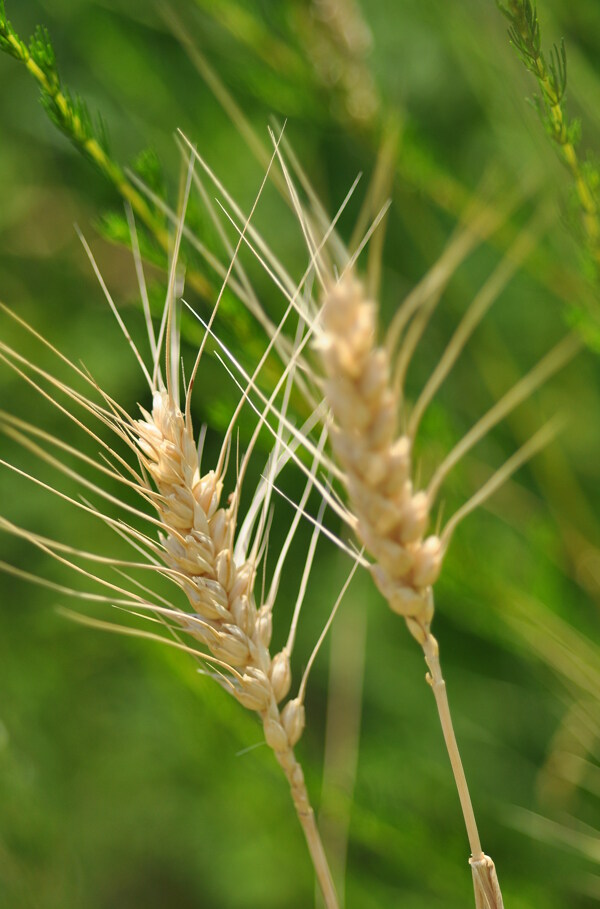 小麦麦子植物图片