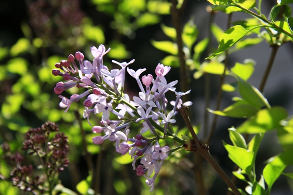 唯美丁香花图片