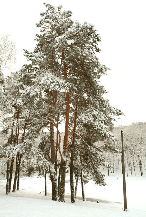 冬季森林风光图片