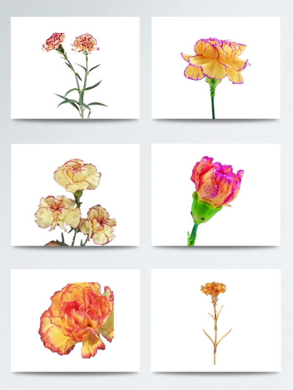 康乃馨花朵图片元素