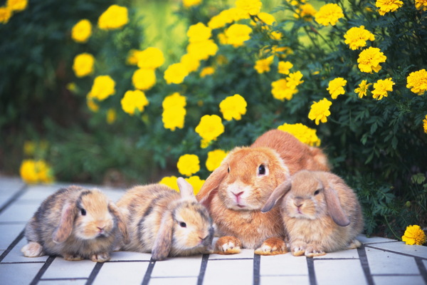 动物兔子小兔小兔图片小兔