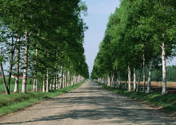 树木与道路风景图片