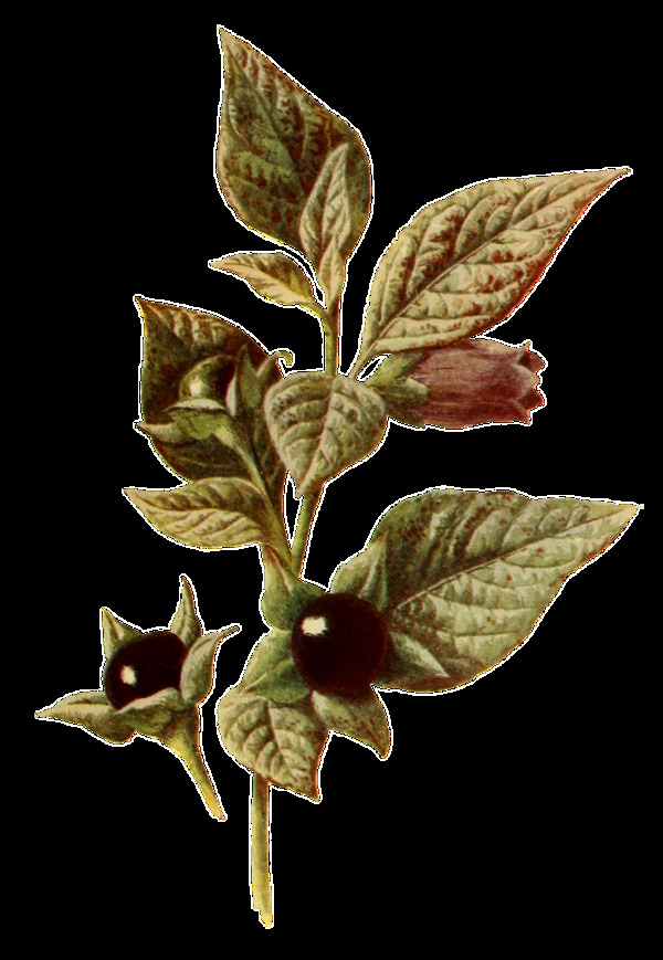 一株手绘植物花枝透明装饰素材