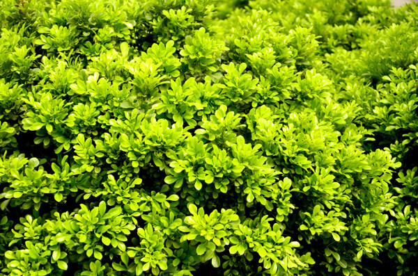 植物绿叶图片