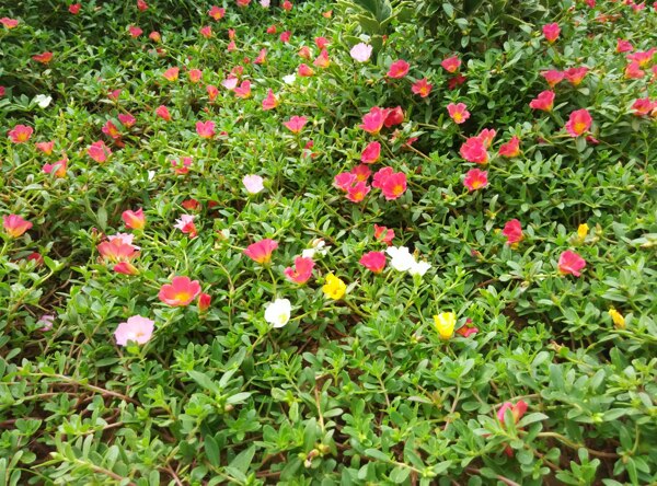 花坛中粉白黄红色的小花丛