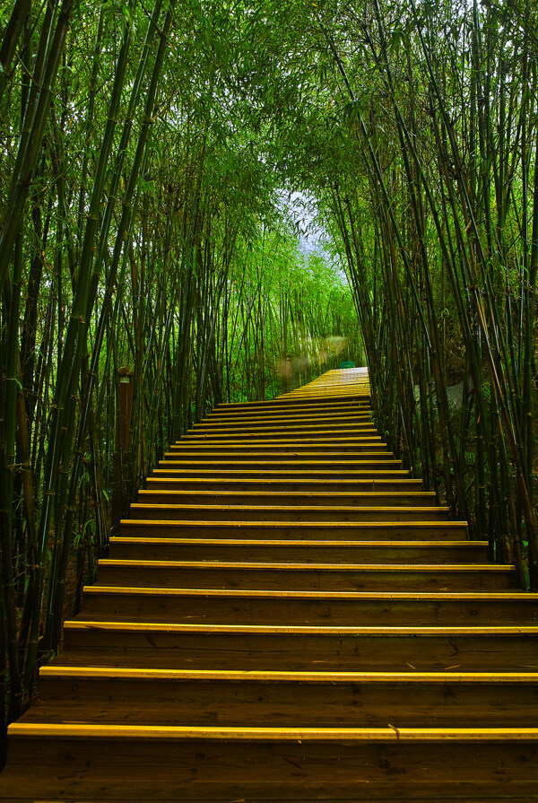 竹林木梯图片