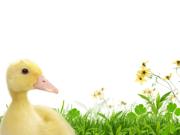 草地上的可爱小鸭子图片