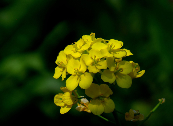 金黄色的油菜花