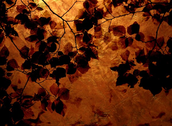 怀旧树枝树叶背景图片