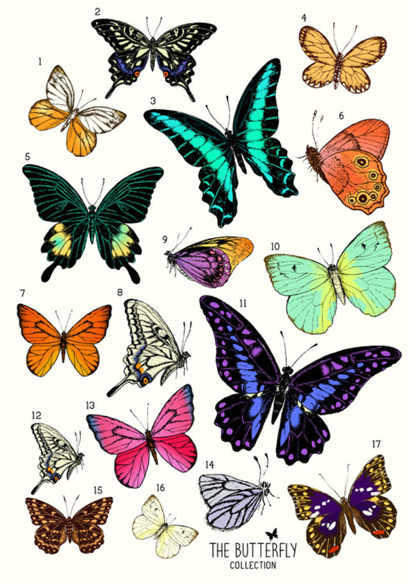 17种美丽蝴蝶图片