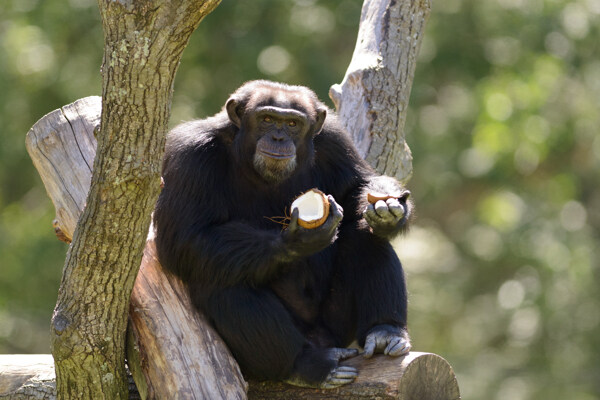 树上吃水果的猩猩图片
