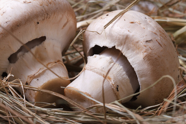 草地上的新鲜蘑菇图片