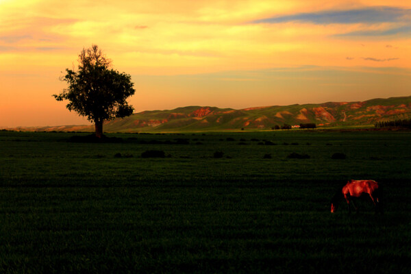 草原夜景图片