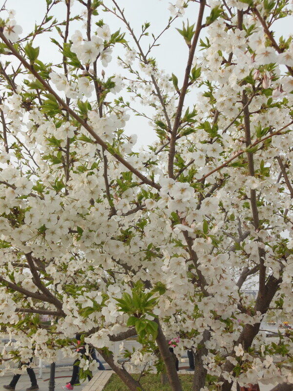 苹果花图片