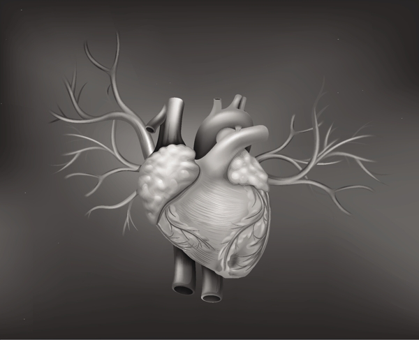 人体心脏器官设计矢量