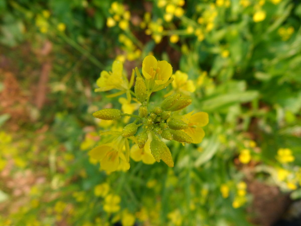 油菜花图片