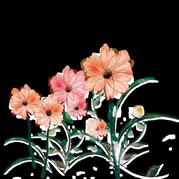 清新水粉色手绘菊花装饰元素