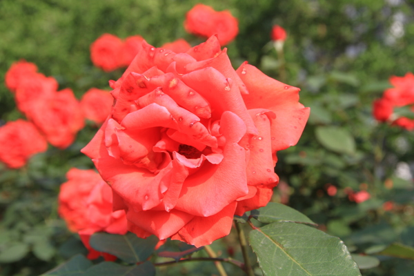 月季花特写图片