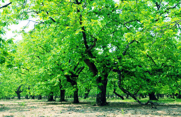 栗子树图片