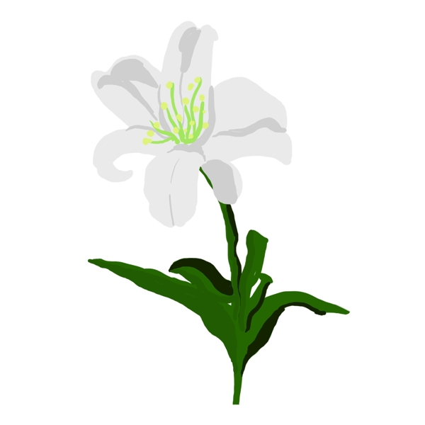 白色花卉植物