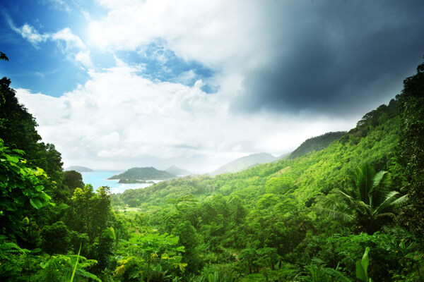 热带植物风景