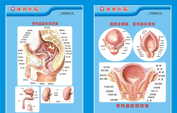 男性盆腔切面图图片