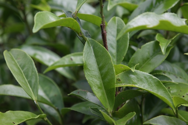 凤凰单枞茶茶树鸭屎图片