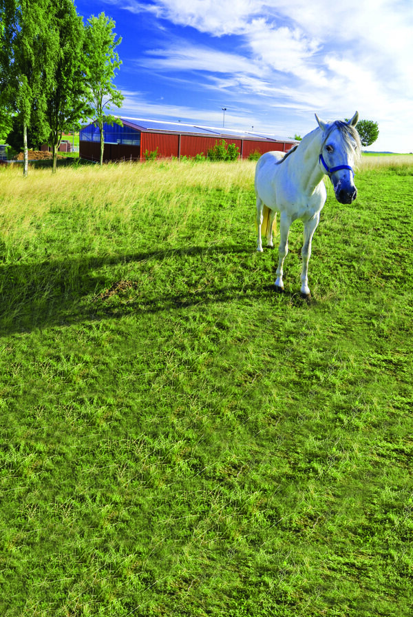 草地上的白马影楼摄影背景高清图片