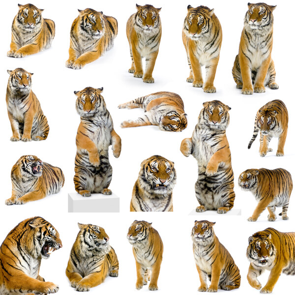 虎年老虎高清图集3全部独立图高分辨率