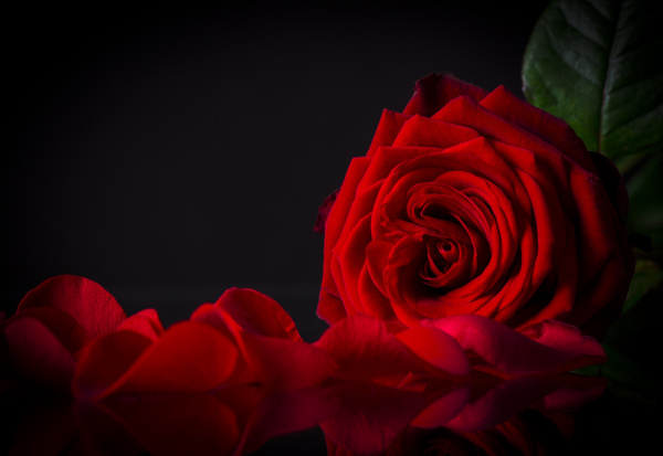 红色玫瑰花和花瓣