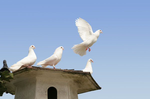 鸽子屋顶上的白鸽图片