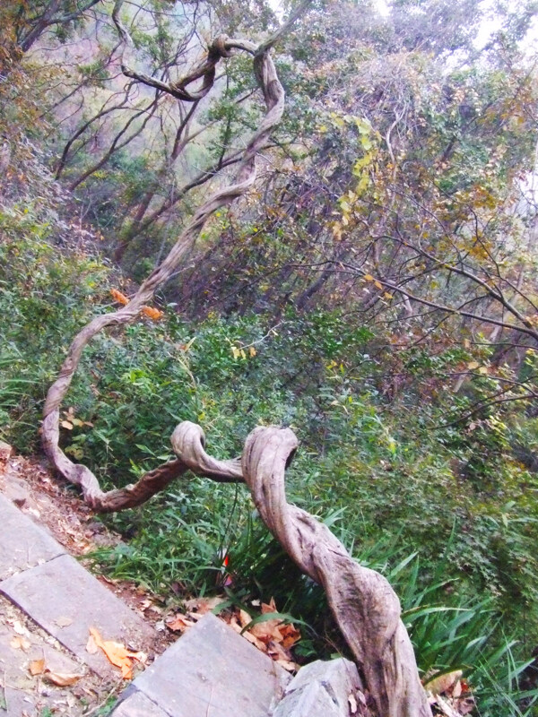 栖霞山个性的树藤图片