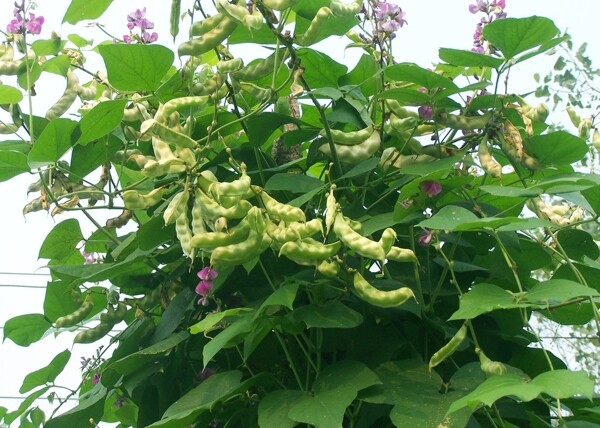 植物豆角图片