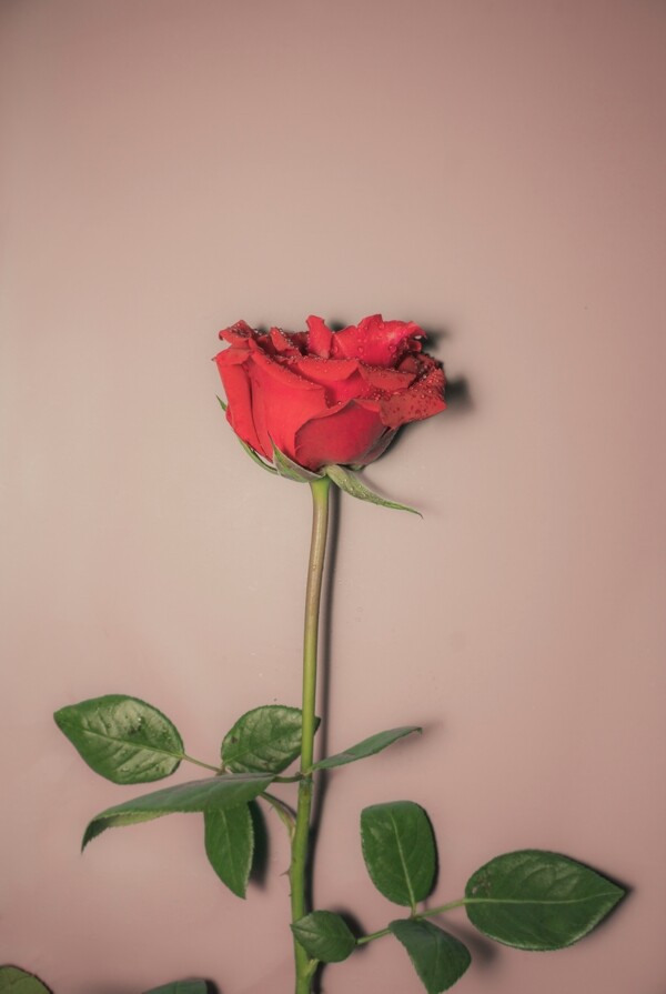 唯美玫瑰花商用摄影照片