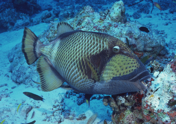 海洋生物