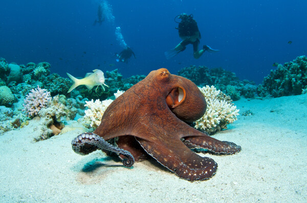 海底的章鱼