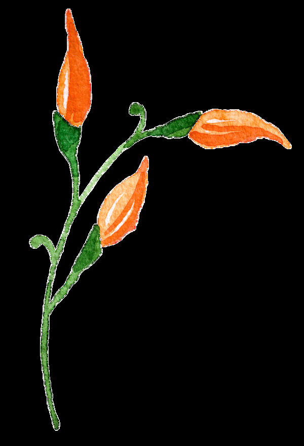 橙色含苞待放花卉透明装饰素材