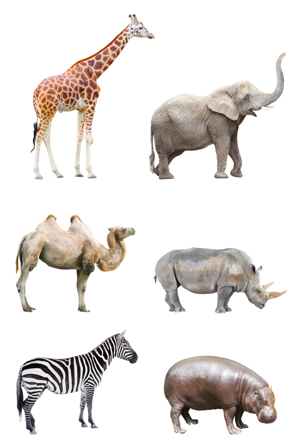 6种非洲动物高清图片