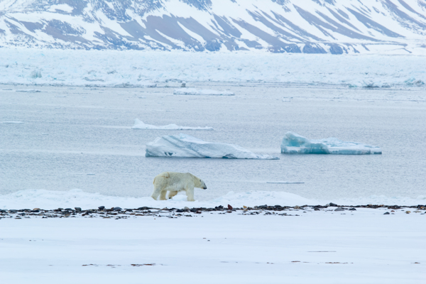冰面行走的北极熊
