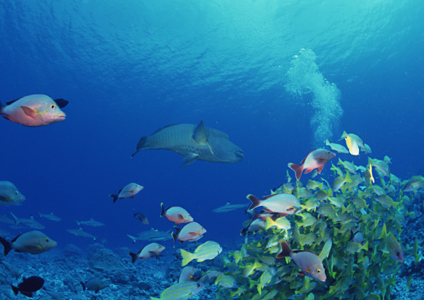 海洋生物