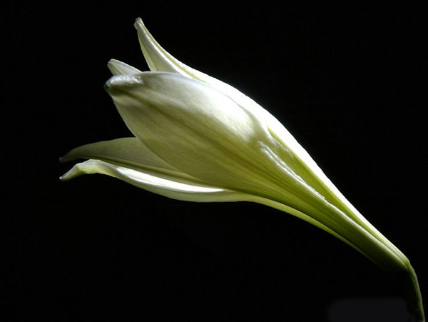 位图写实花卉植物摄影花卉免费素材