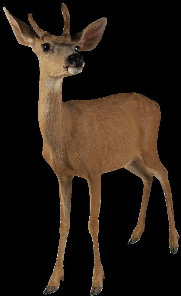 棕色毛皮的鹿图片免抠png透明图层素材