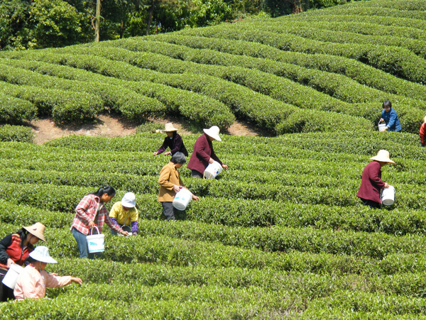 茶场风光图片