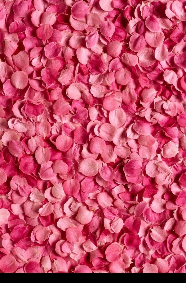 粉红色玫瑰花瓣背景图片