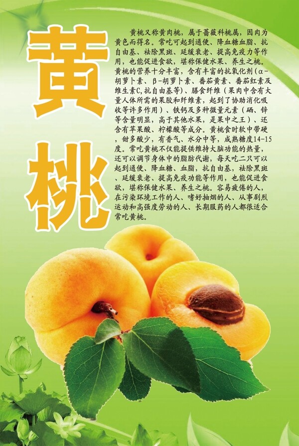 水果文化系列之黄桃